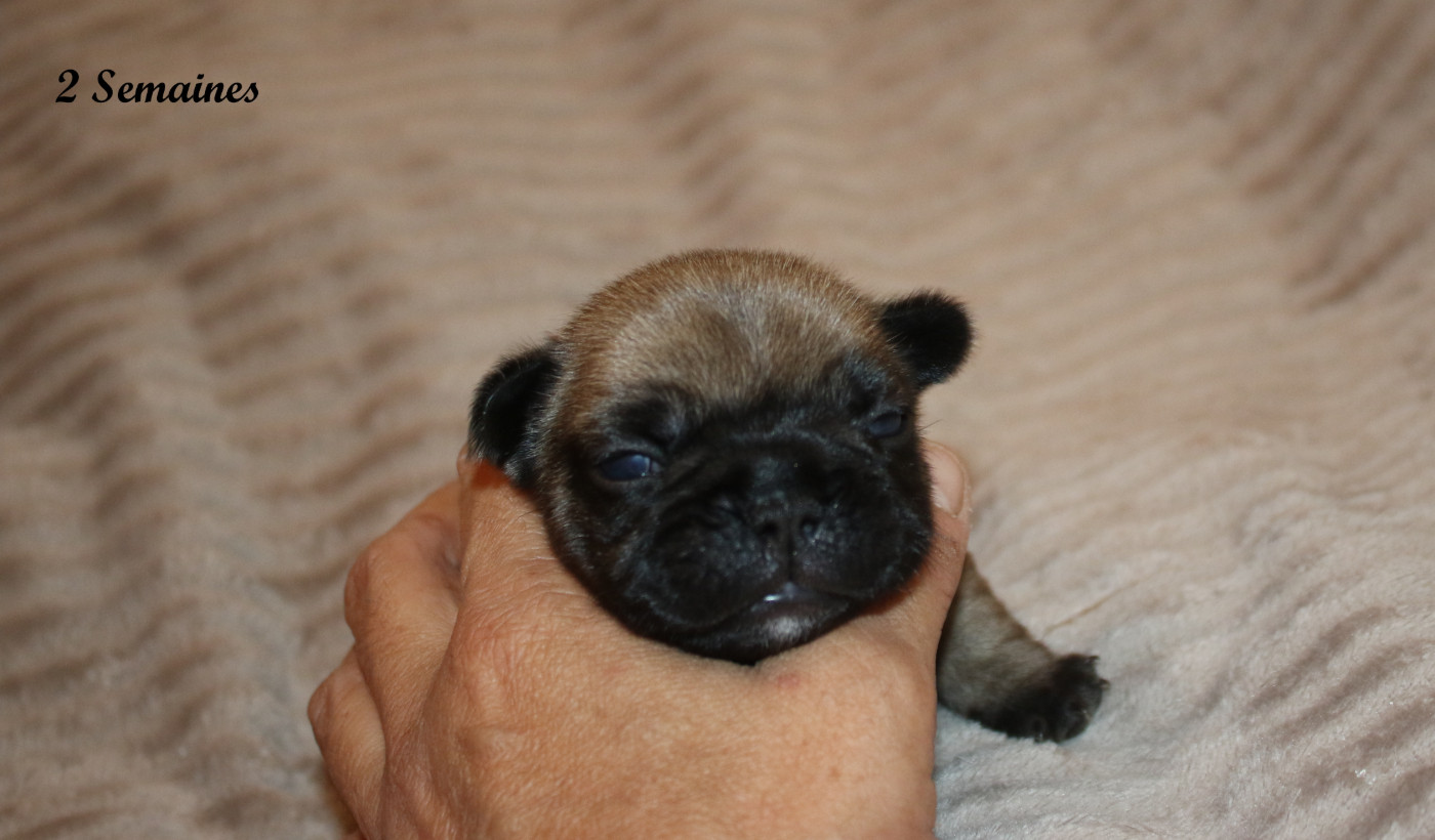 Du Paradis D'Hibiscus - Chiots disponibles - Bouledogue français