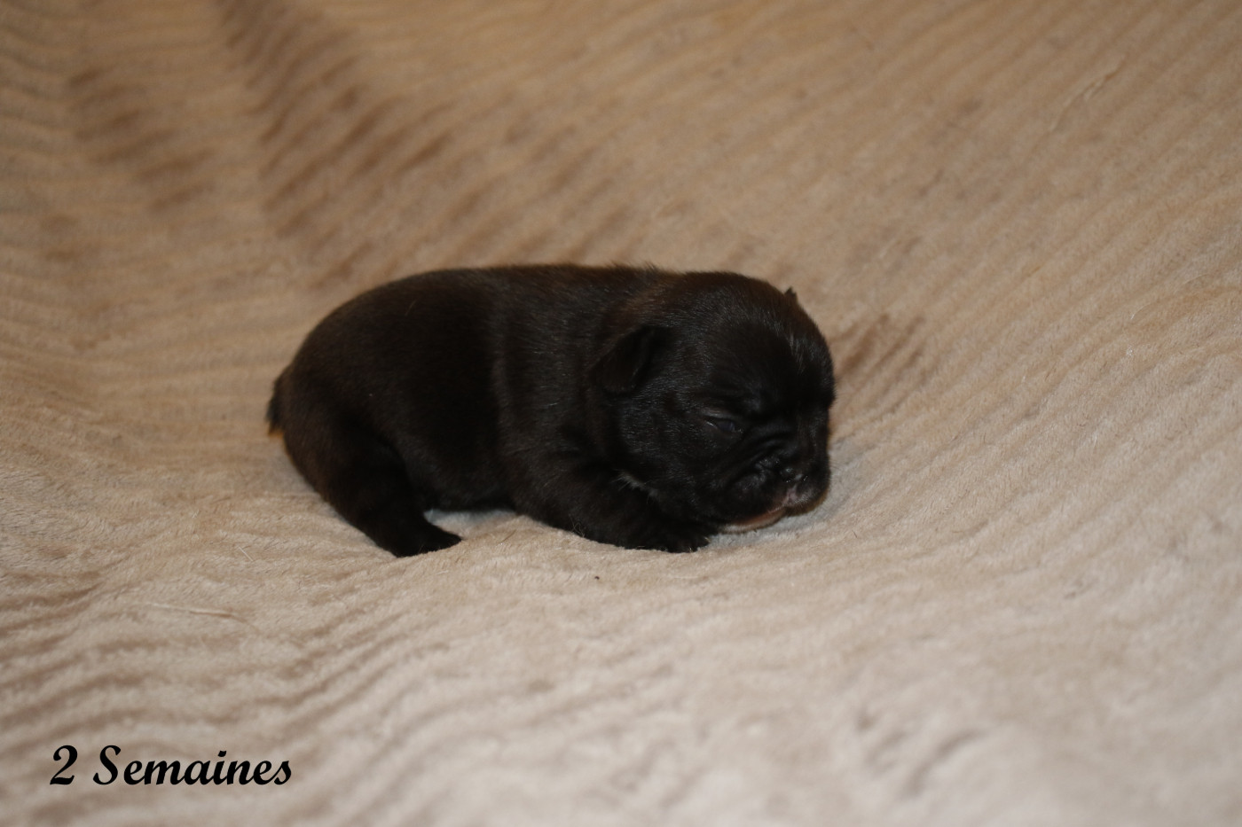 Du Paradis D'Hibiscus - Chiots disponibles - Bouledogue français