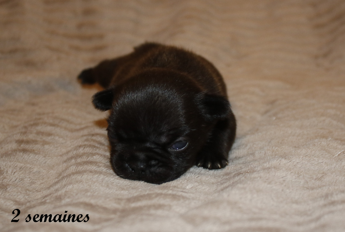 Du Paradis D'Hibiscus - Chiots disponibles - Bouledogue français