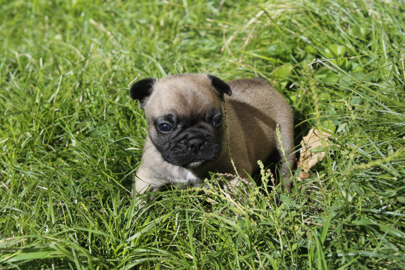 Du Paradis D'Hibiscus - Chiots disponibles - Bouledogue français
