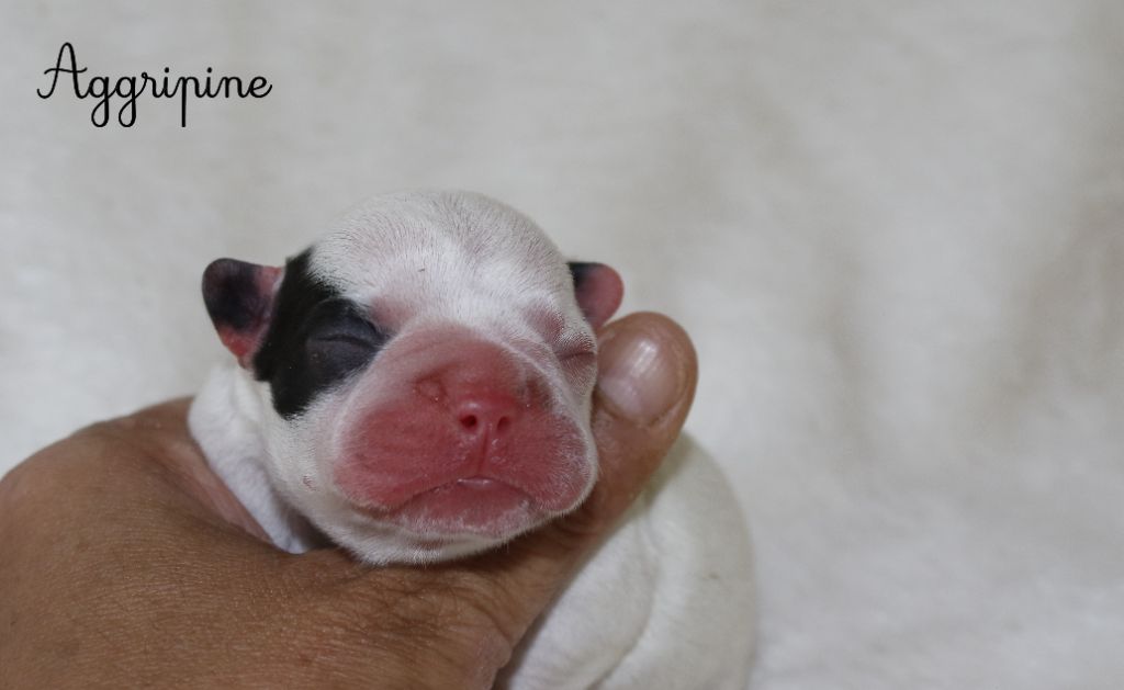 Du Paradis D'Hibiscus - Chiots disponibles - Bouledogue français