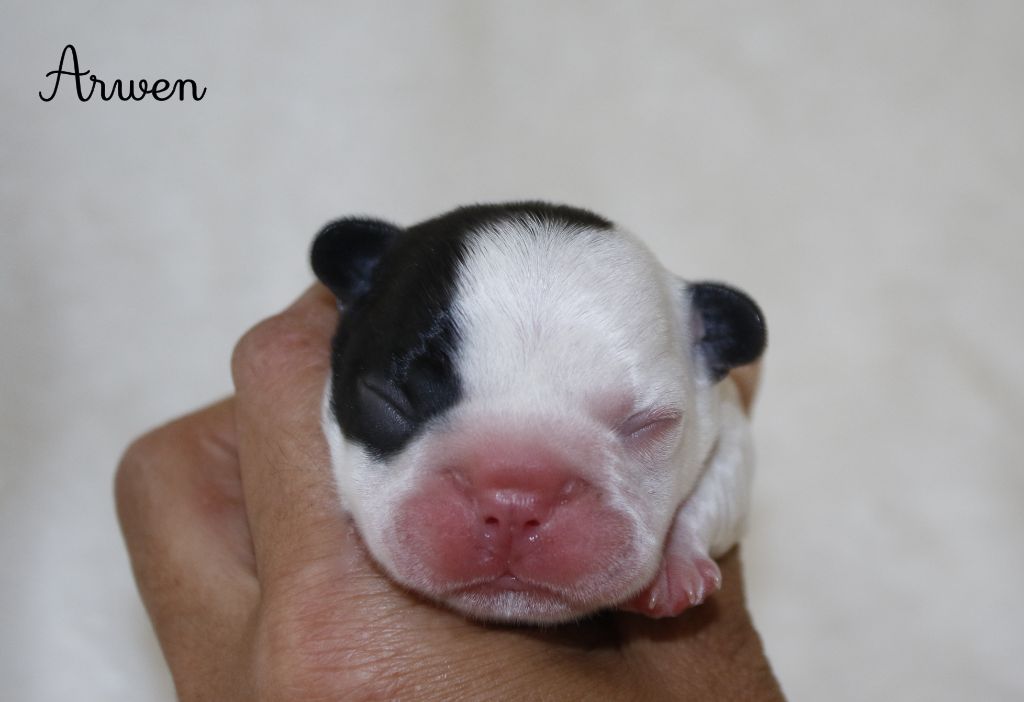 Du Paradis D'Hibiscus - Chiots disponibles - Bouledogue français