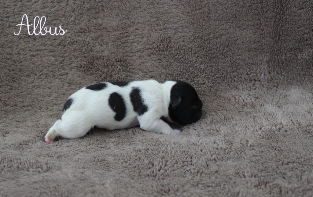 Du Paradis D'Hibiscus - Chiots disponibles - Bouledogue français