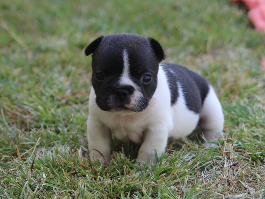 Du Paradis D'Hibiscus - Chiots disponibles - Bouledogue français