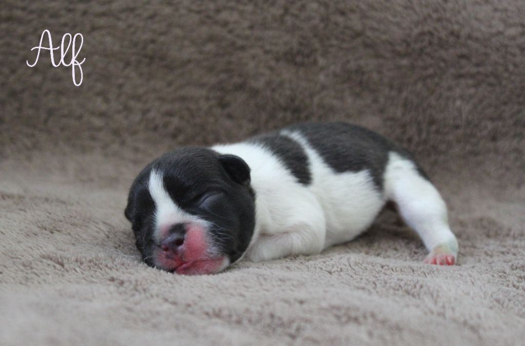 Du Paradis D'Hibiscus - Chiots disponibles - Bouledogue français