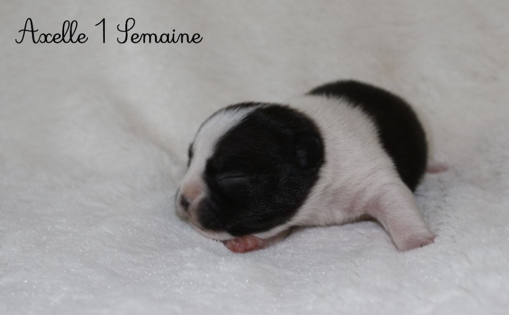 Du Paradis D'Hibiscus - Chiots disponibles - Bouledogue français