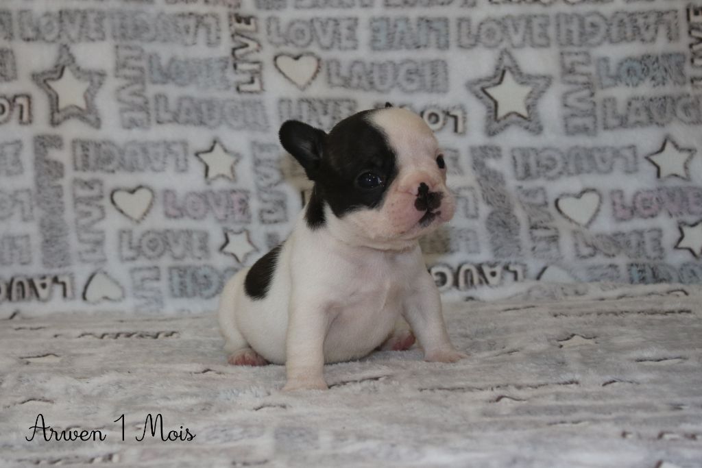 Du Paradis D'Hibiscus - Chiots disponibles - Bouledogue français