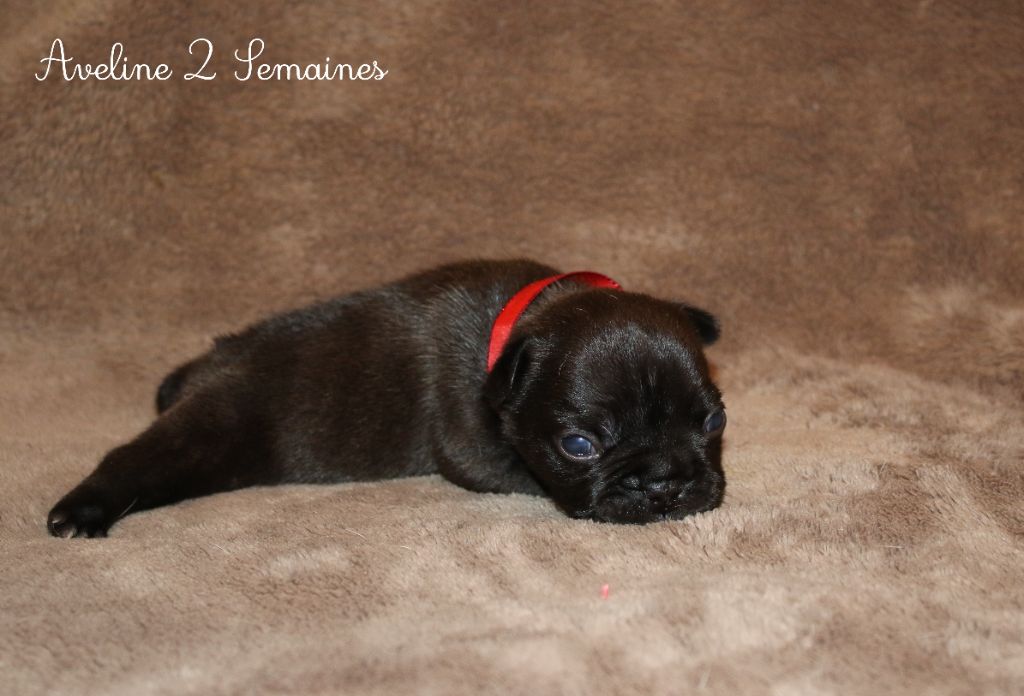 Du Paradis D'Hibiscus - Chiots disponibles - Bouledogue français