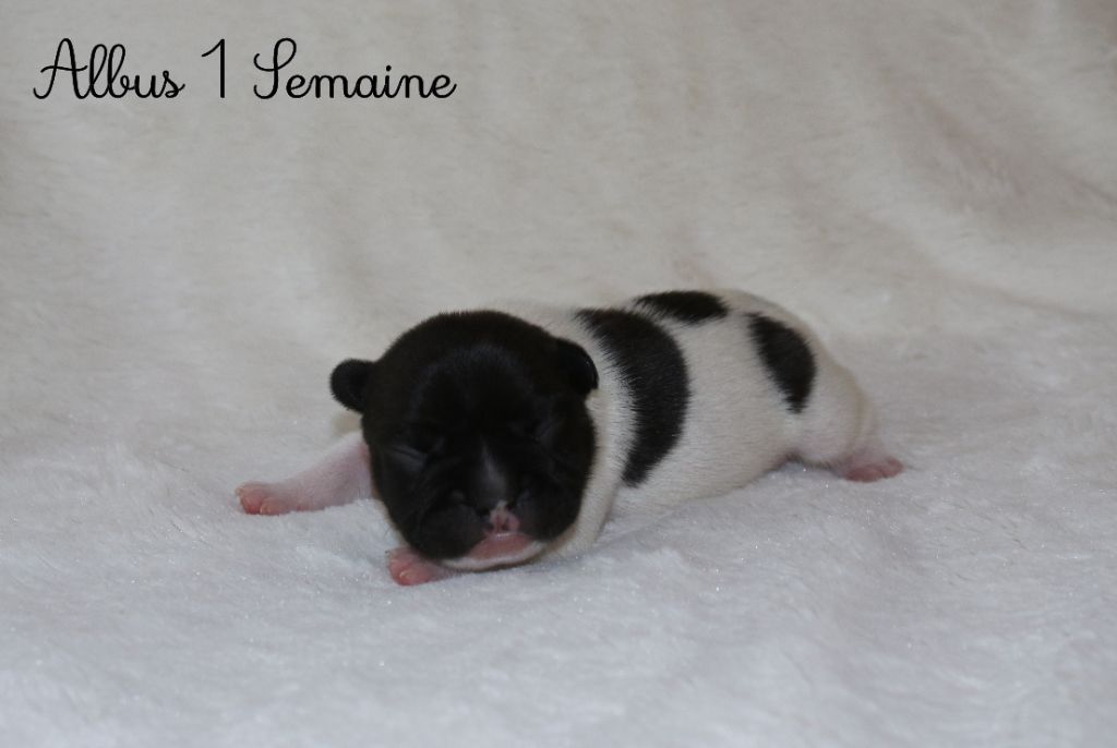 Du Paradis D'Hibiscus - Chiots disponibles - Bouledogue français