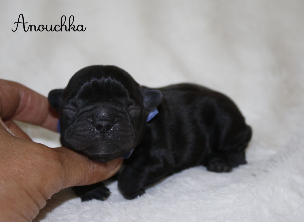 Du Paradis D'Hibiscus - Chiots disponibles - Bouledogue français