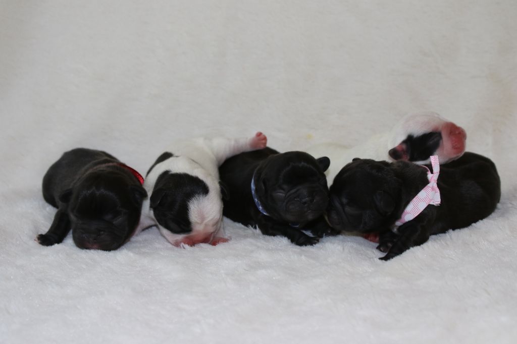 Chiot Bouledogue français Du Paradis D'Hibiscus