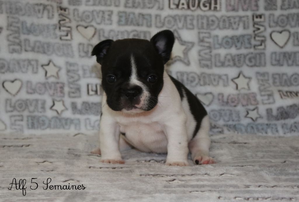 Du Paradis D'Hibiscus - Chiots disponibles - Bouledogue français