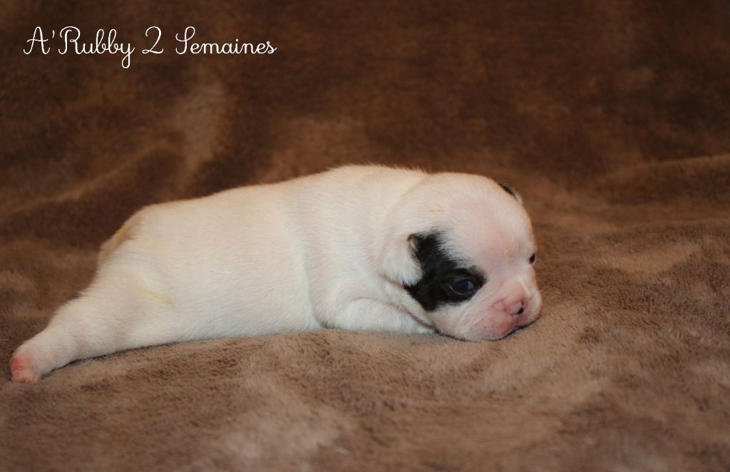 Du Paradis D'Hibiscus - Chiots disponibles - Bouledogue français