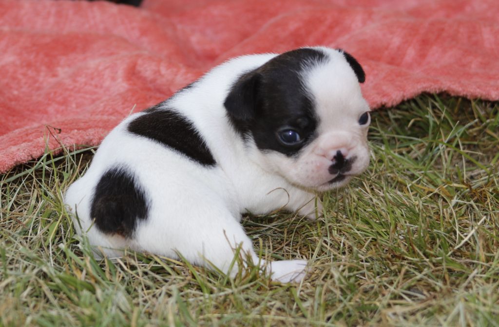 Du Paradis D'Hibiscus - Chiots disponibles - Bouledogue français