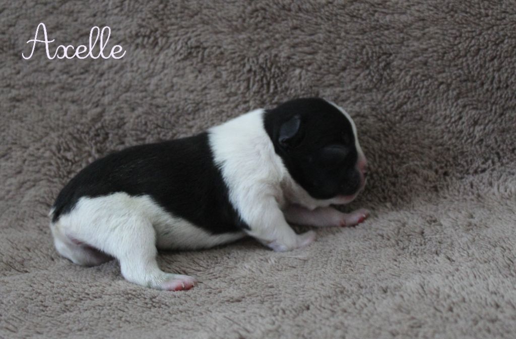 Du Paradis D'Hibiscus - Chiots disponibles - Bouledogue français