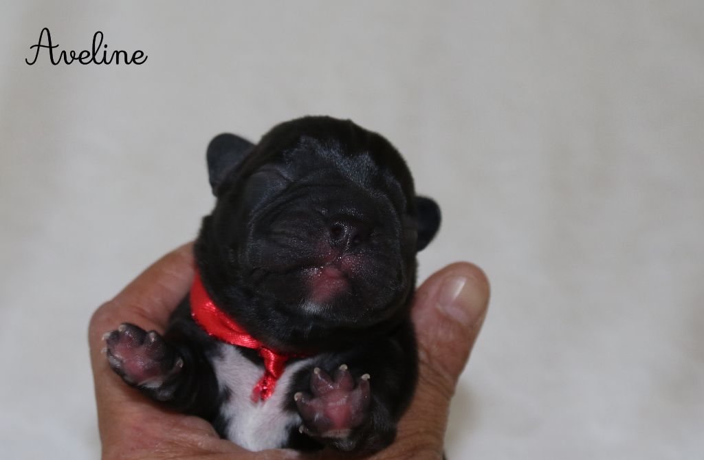 Du Paradis D'Hibiscus - Chiots disponibles - Bouledogue français