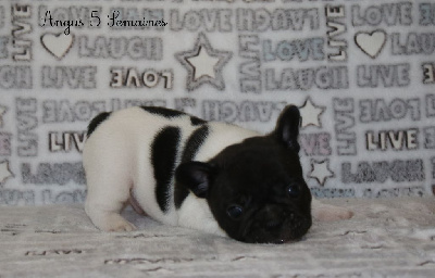 Angus 
