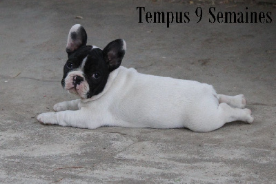 Tempus 