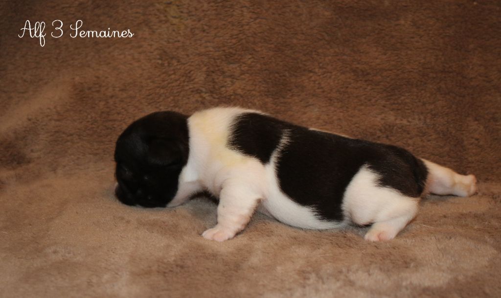 Du Paradis D'Hibiscus - Chiots disponibles - Bouledogue français