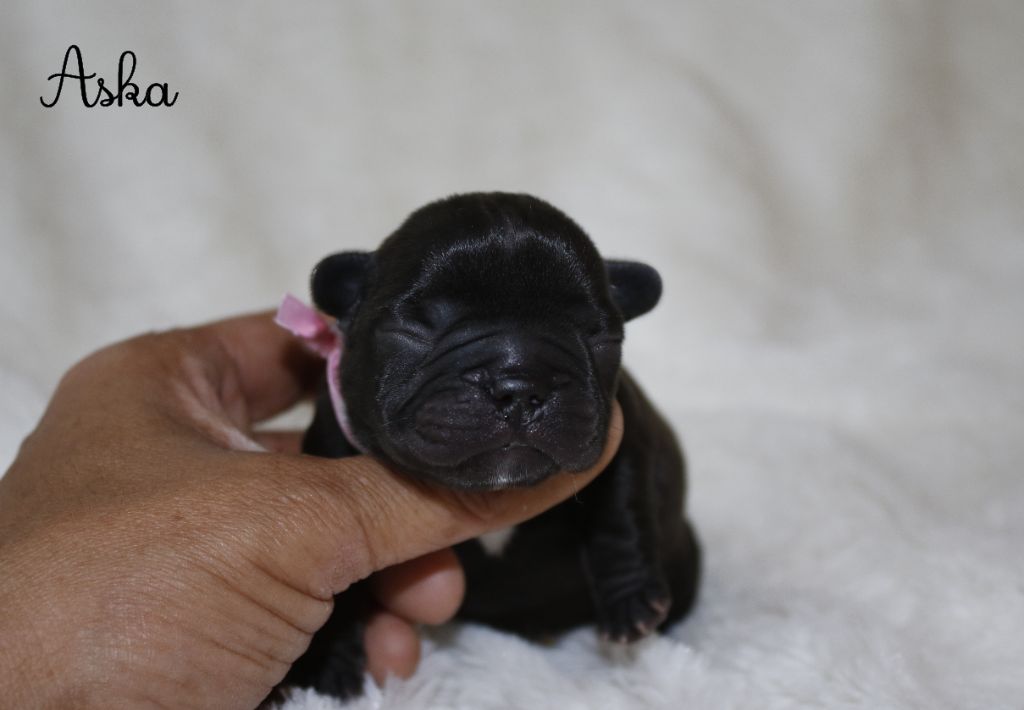 Du Paradis D'Hibiscus - Chiots disponibles - Bouledogue français