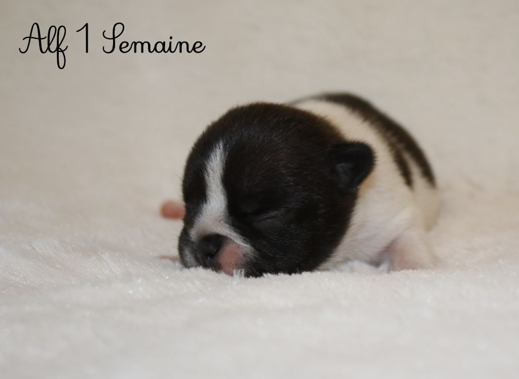 Du Paradis D'Hibiscus - Chiots disponibles - Bouledogue français