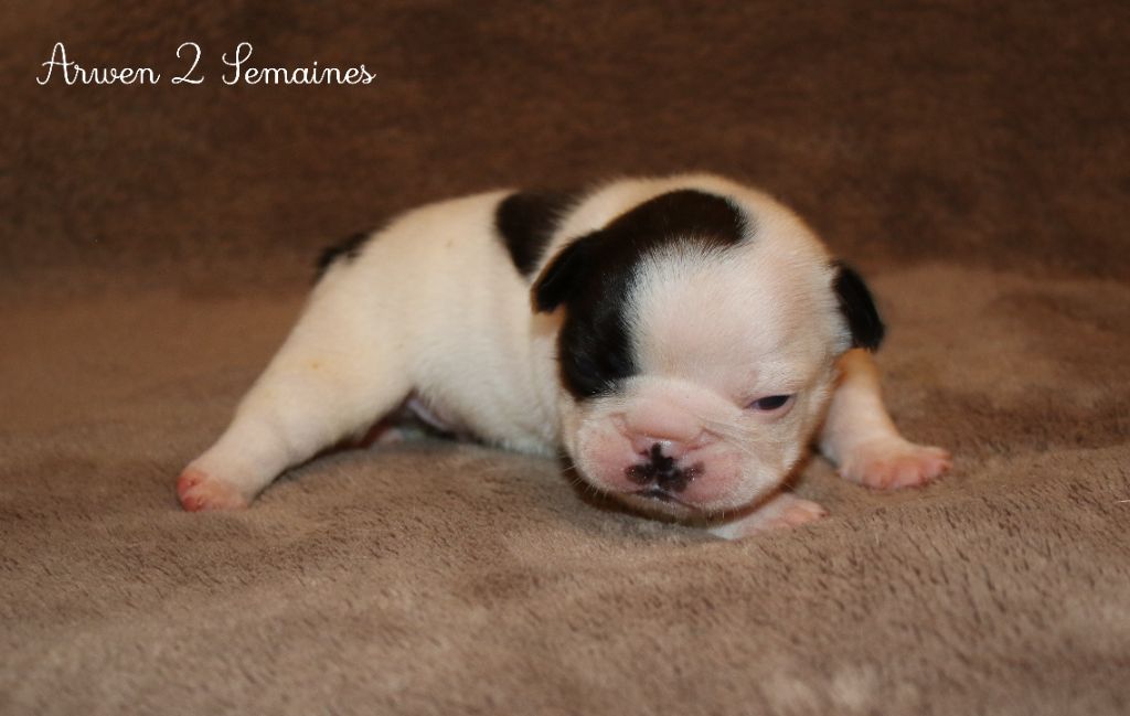 Du Paradis D'Hibiscus - Chiots disponibles - Bouledogue français